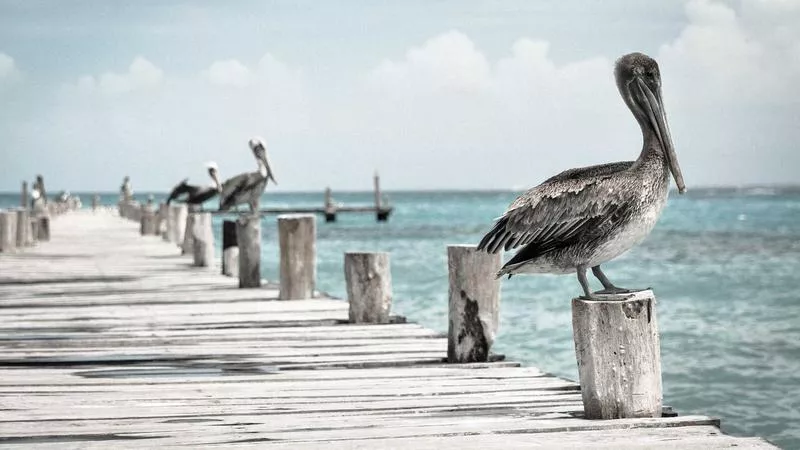Cách tra cứu số đăng ký lưu hành thuốc của Bộ Y Tế